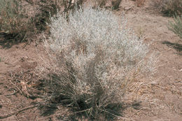 Imagem de Ericameria nauseosa var. hololeuca (A. Gray) G. L. Nesom & G. I. Baird