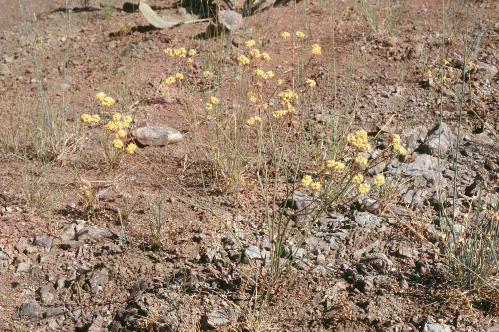 Imagem de Eriogonum nudum var. oblongifolium S. Wats.