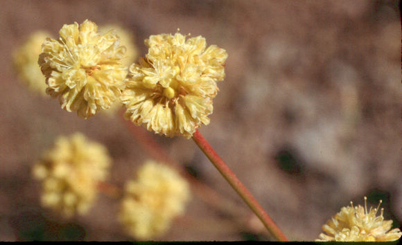 Image of naked buckwheat