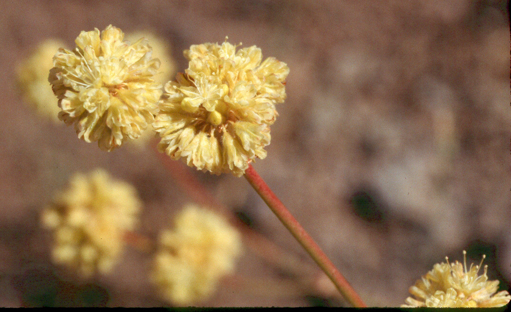 Imagem de Eriogonum nudum var. oblongifolium S. Wats.