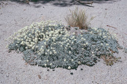 Imagem de Eriogonum ovalifolium var. nivale (Canby ex Coville) M. E. Jones