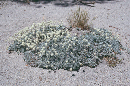 Image of cushion buckwheat