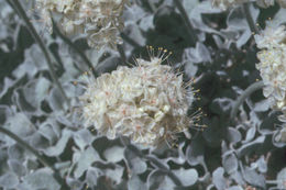 Imagem de Eriogonum ovalifolium var. nivale (Canby ex Coville) M. E. Jones