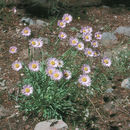 Imagem de Erigeron glacialis (Nutt.) A. Nels.