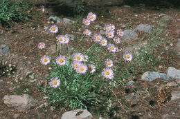 Image of Glacier Fleabane