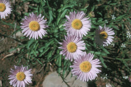 Image of Glacier Fleabane