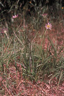 Image of <i>Erigeron <i>glacialis</i></i> var. glacialis