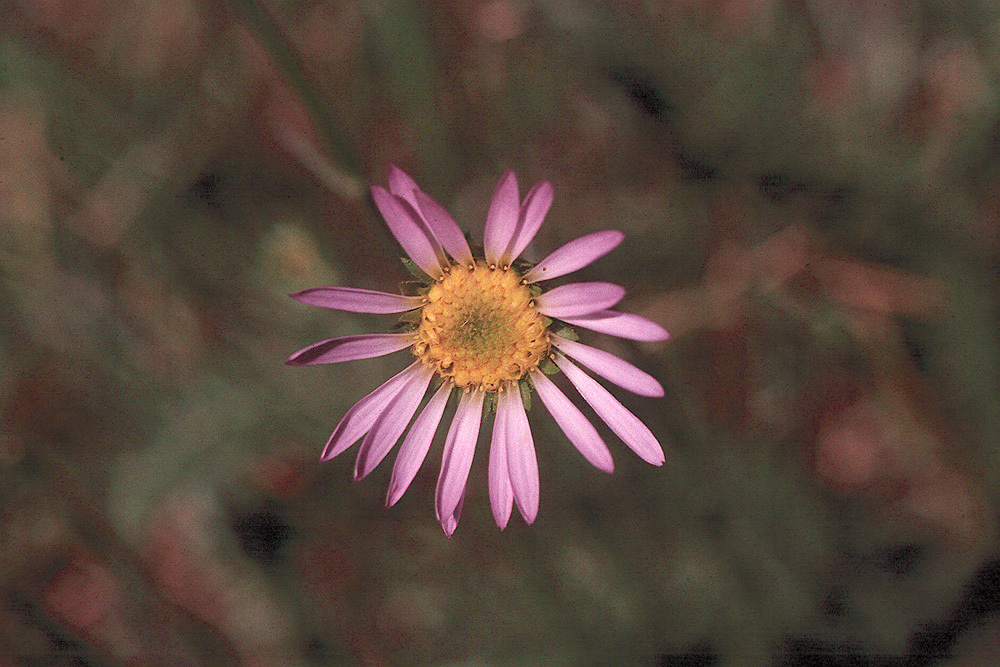 Image of <i>Erigeron <i>glacialis</i></i> var. glacialis