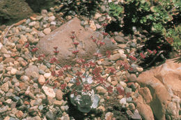 Image of hoary buckwheat