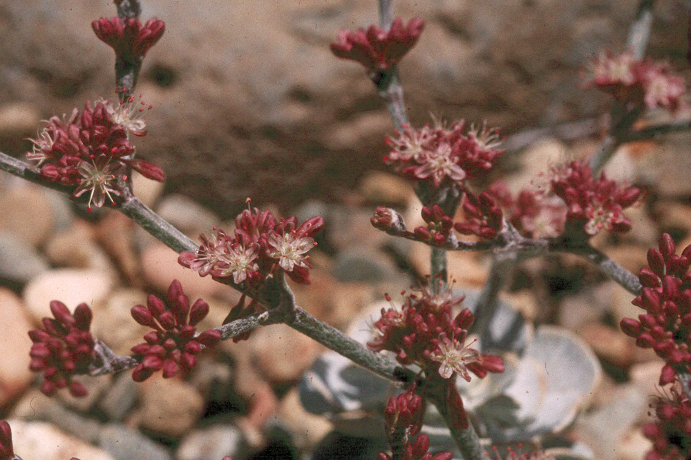 Image of hoary buckwheat