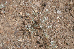 Image of Great Basin woollystar