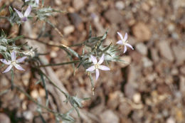 Image of Great Basin woollystar