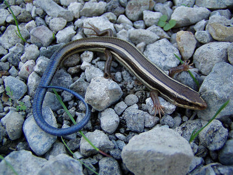 Image de Plestiodon skiltonianus Baird & Girard 1852