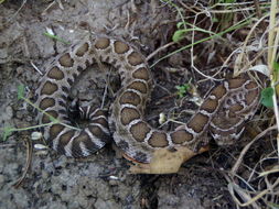 Image of Northern Pacific Rattlesnake