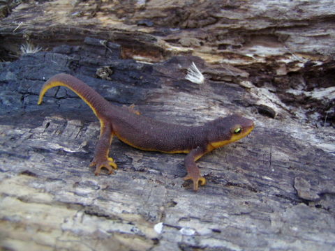 Image of California Newt