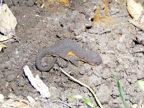 Image of Rough-skinned Newt