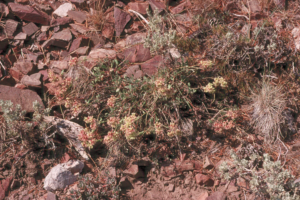 Image of sulphur-flower buckwheat