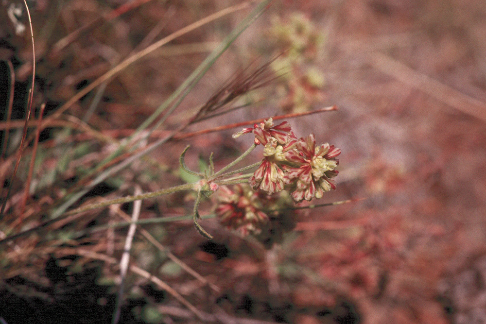 Image of sulphur-flower buckwheat