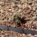 Image of alpine sulphur-flower buckwheat