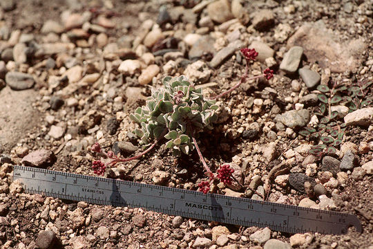 صورة Eriogonum umbellatum var. minus I M. Johnst.