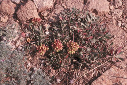 Image of sulphur-flower buckwheat