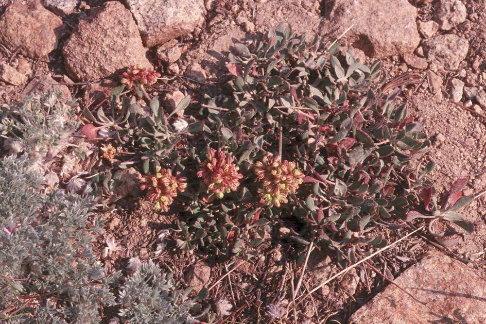 Imagem de Eriogonum umbellatum var. versicolor S. Stokes