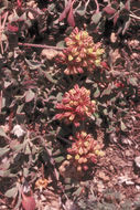 Image of sulphur-flower buckwheat