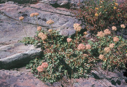 Image of Bear Valley buckwheat