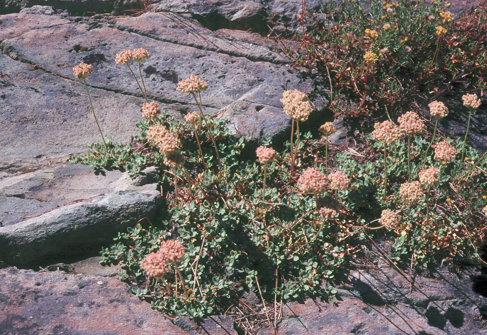 Слика од Eriogonum ursinum S. Wats.