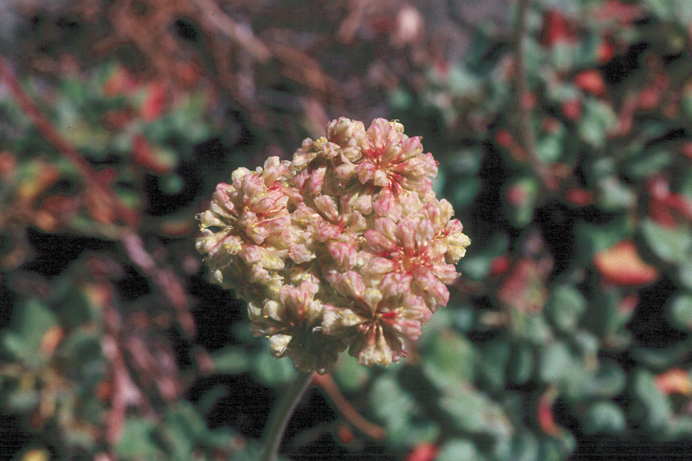 Image of Bear Valley buckwheat