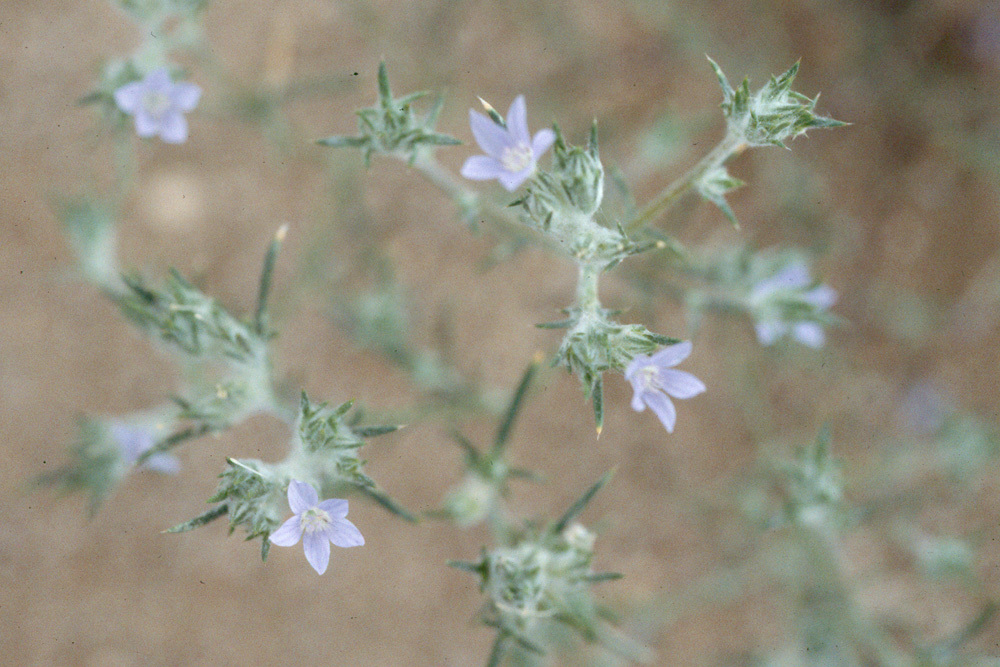 Image of Wilcox's woollystar