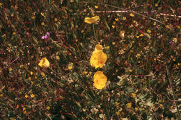 Image of tufted poppy