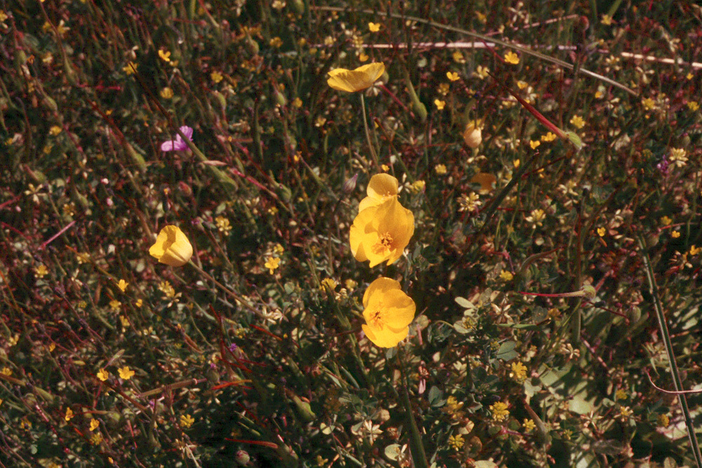 Image of tufted poppy