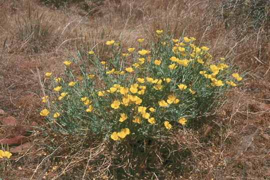 Image of California poppy