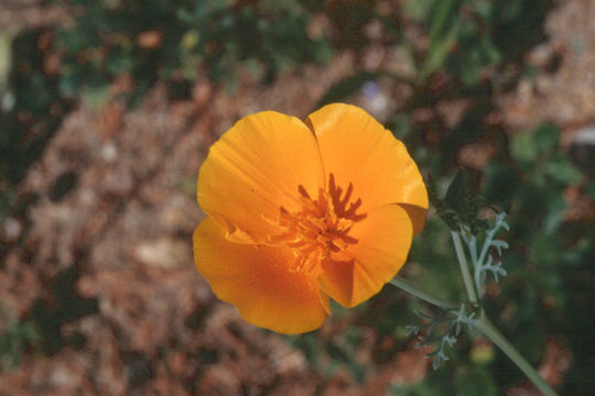 Image of California poppy