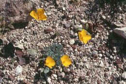 Imagem de Eschscholzia glyptosperma Greene