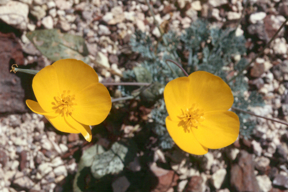 Image of desert poppy