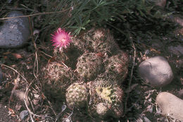 Image of Pincushion Cactus