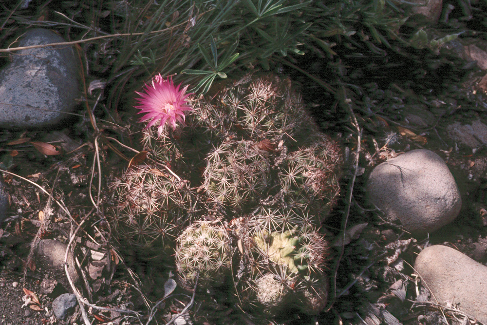 Image of Pincushion Cactus