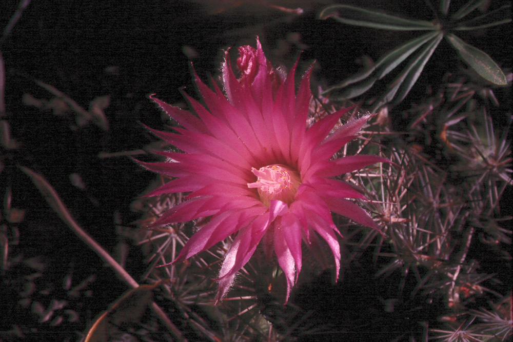 Image of Pincushion Cactus