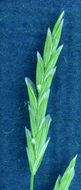 Image of Northern manna grass
