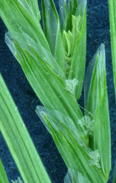 Image of Northern manna grass