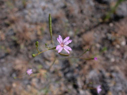 Image of tall annual willowherb