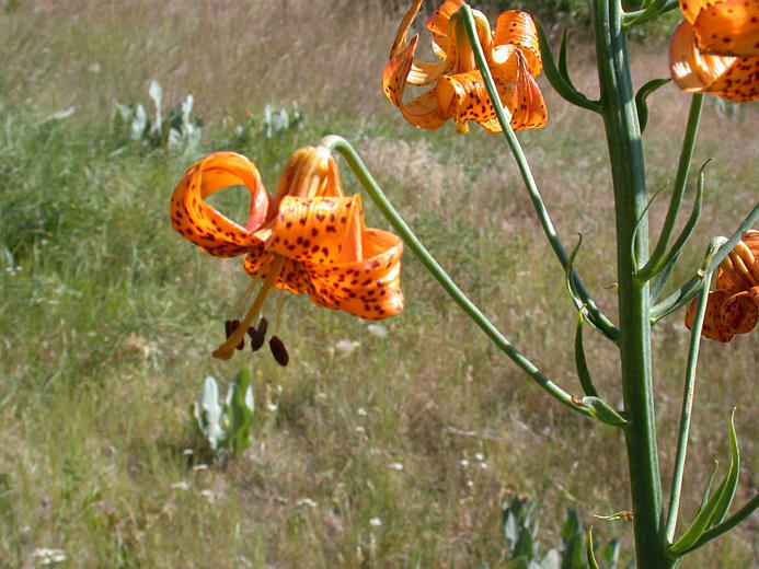 Lilium kelleyanum Lemmon resmi