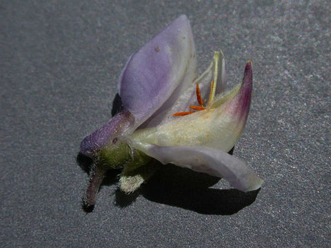 Imagem de Lupinus arbustus Lindl.