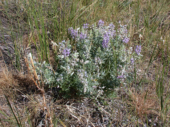 Sivun Lupinus argenteus var. heteranthus (S. Watson) Barneby kuva