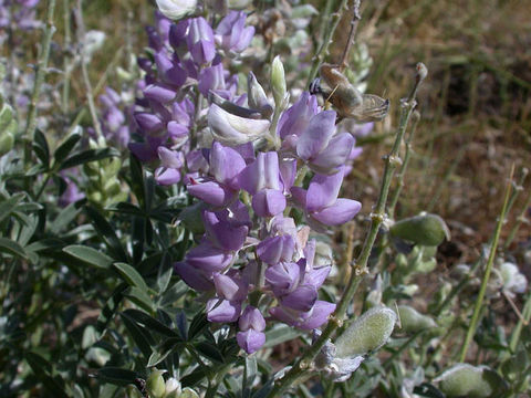 Image of Lupinus argenteus var. heteranthus (S. Watson) Barneby