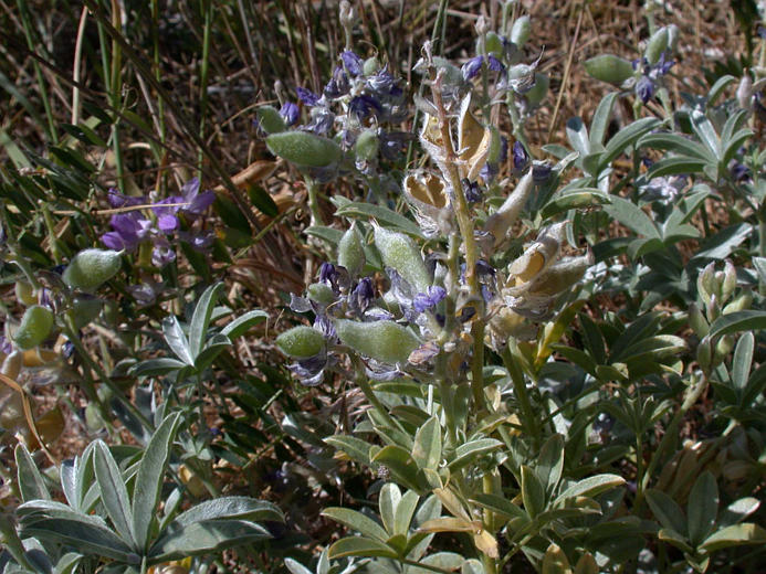 Sivun Lupinus argenteus var. heteranthus (S. Watson) Barneby kuva