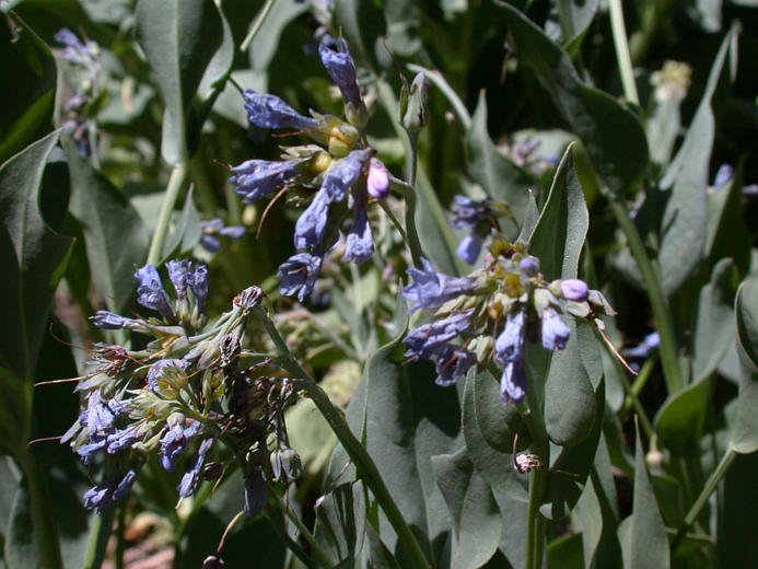 Image of tall fringed bluebells