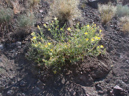 Image of giant blazing star